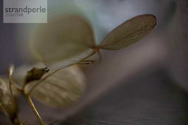 A close-up photograph of delicate  translucent leaves  with a focus on their intricate veins and a soft  blurred background.