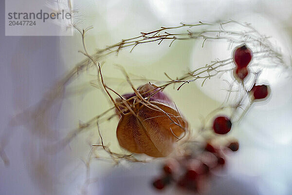 A close-up image of a dried plant with delicate branches  fine hairs  and scattered red berries against a softly blurred background.