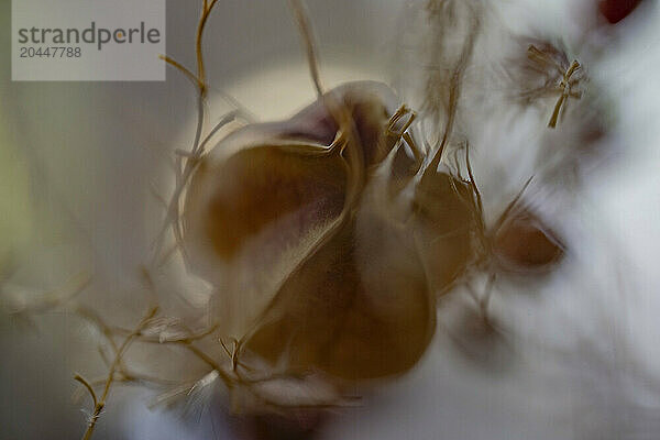 A close-up image of a delicate flower shrouded by soft  translucent wisps  creating an ethereal and dreamlike atmosphere.