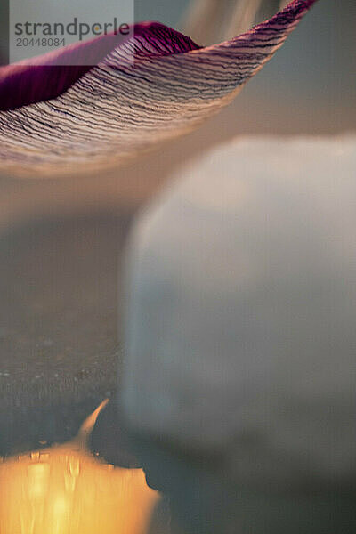 A close-up image of a tulip petal with a warm bokeh effect in the background  highlighting the fine texture and color gradient of the petal.