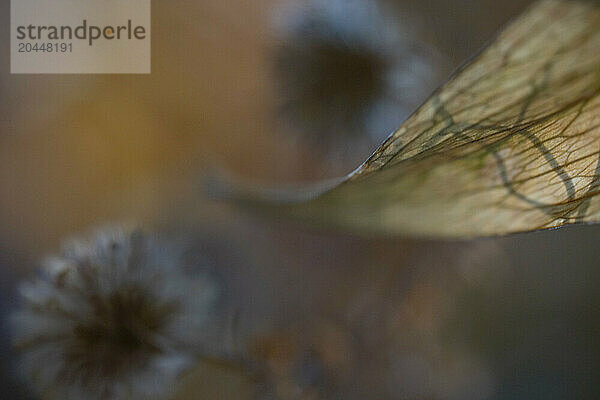 This is a close-up photograph featuring a translucent leaf in the foreground with a soft-focus effect applied to a dandelion seed head in the background. The colors are warm with a blend of browns and oranges creating a serene autumnal atmosphere.