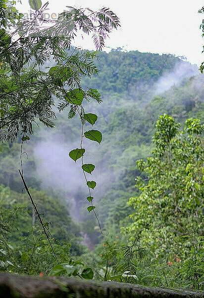 Green foliage stands out against a misty  forested mountain backdrop  with a heart-shaped vine in the foreground.