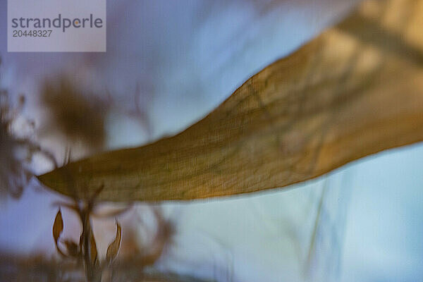 A close-up image showcasing the delicate texture of a translucent  dried leaf with a shallow depth of field  revealing intricate patterns and warm hues against a soft  blurred background.