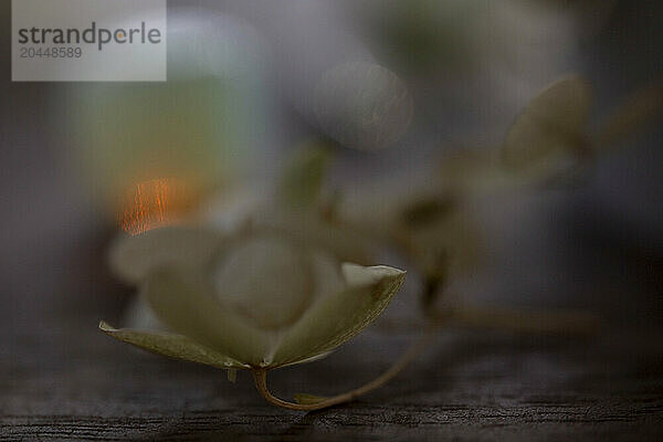 Close-up of a delicate white flower with soft focus on a blurred background.