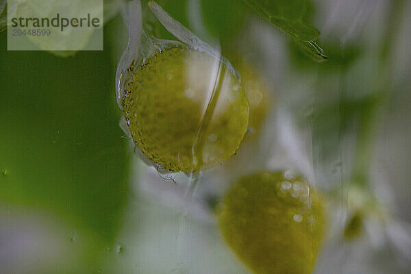 The image features a close-up of two strawberries emerging through a translucent wrapping  with water droplets accentuating their texture against a blurred green background.