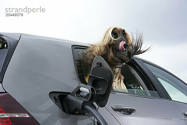 A joyful dog with flowing fur sticks its head out of a car window  tongue out  against a cloudy sky background.