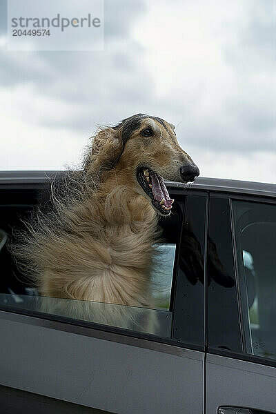 A happy rough collie with its head out the car window  enjoying the breeze against a cloudy sky backdrop.