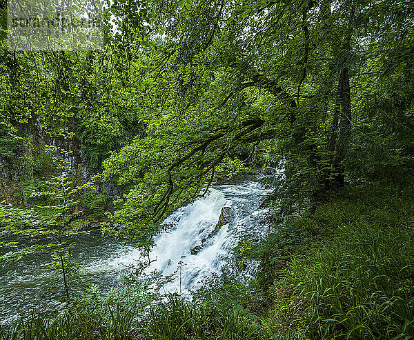 Lush greenery surrounds a cascading forest waterfall.