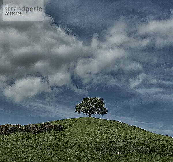 Solitary tree standing on a green hill under a dramatic blue sky with scattered clouds.