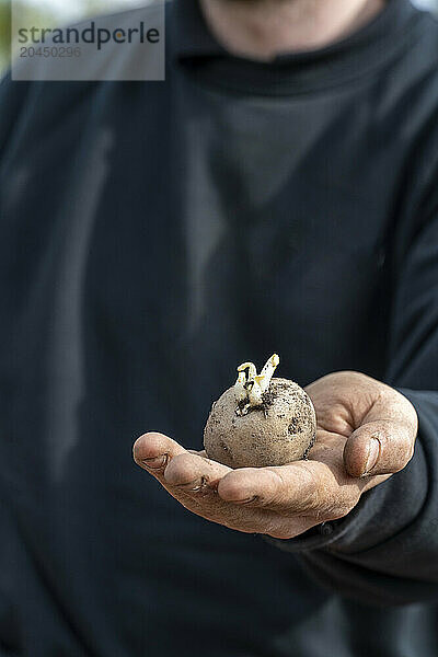 A person is holding a sprouting potato in the palm of their hand  with a focus on the potato and hand.