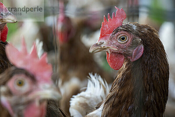 Close-up of a brown hen with a red comb and wattle  focusing on its face with other hens in the background.