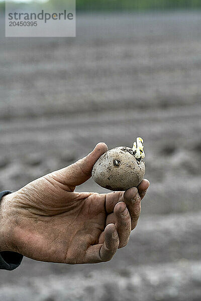 A close-up of a person's hand holding a sprouting potato over a blurred background of a field.