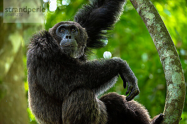 Chimpanzee standing on a branch  Budongo Forest  Uganda  East Africa  Africa