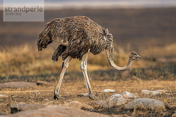 An Ostrich (Struthio)  in the Maasai Mara  Kenya  East Africa  Africa