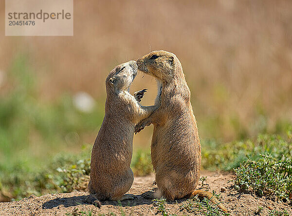 Prairie dogs (Cynomys) embracing each other in Colorado  United States of America  North America