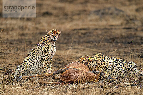 Male Cheetahs (Acinonyx jubatus) consuming an Antelope in the Maasai Mara  Kenya  East Africa  Africa