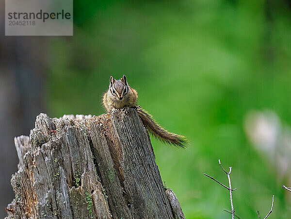 A Chipmunk (Tamias) on a log in the forest of Breckenridge  Colorado  United States of America  North America