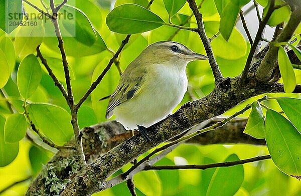 Red Eyed Vireo (vireo olivaceus)  a small songbird common throughout the Americas  Bermuda  North Atlantic  North America