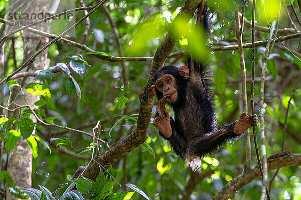 Young chimpanzee hanging in the branches playing  Budongo Forest  Uganda  East Africa  Africa