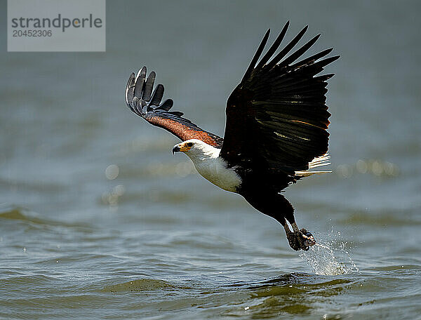 An African Fish Eagle (Icthyophaga vocifer)  scooping a fish out of the water  Rwanda  Africa