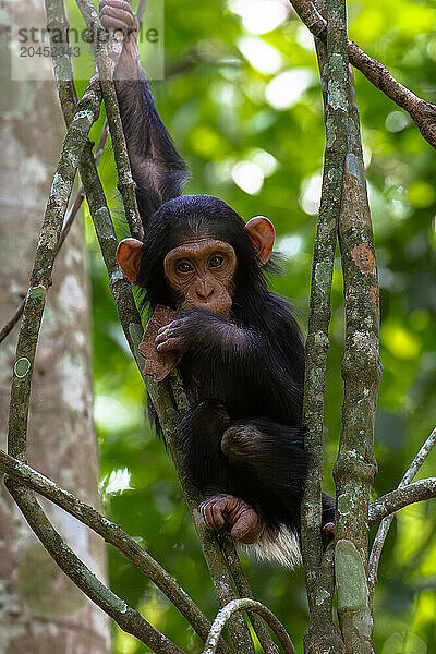 Young chimpanzee hanging in the branches playing  Budongo Forest  Uganda  East Africa  Africa