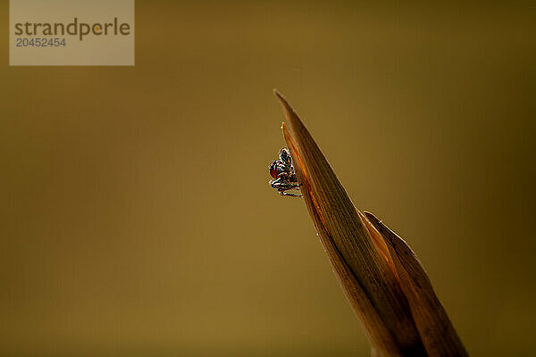 A peacock spider (Maratus speculifer) on a twig in the Maasai Mara  Kenya  East Africa  Africa