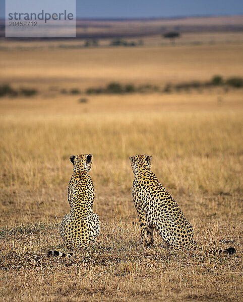 Male Cheetahs (Acinonyx jubatus) in the Maasai Mara  Kenya  East Africa  Africa