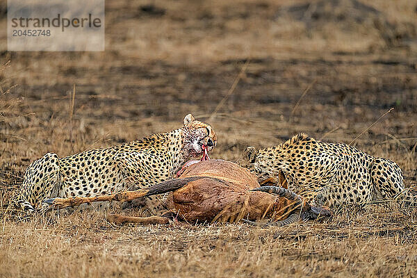 Male Cheetahs (Acinonyx jubatus) consuming an Antelope in the Maasai Mara  Kenya  East Africa  Africa