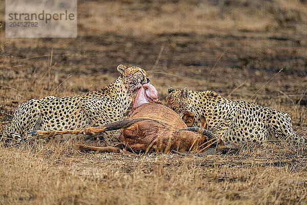 Male Cheetahs (Acinonyx jubatus) consuming an Antelope in the Maasai Mara  Kenya  East Africa  Africa