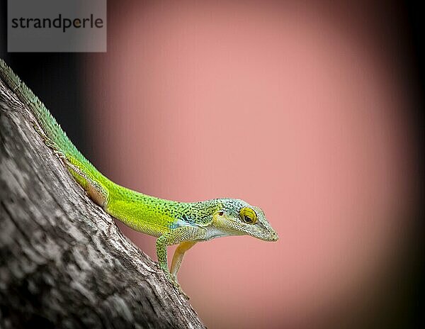 Antiguan Anole Lizard (Anolis Leachii)  Bermuda  North Atlantic  North America