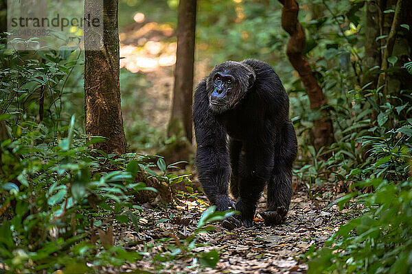 Chimpanzee walking on a forest track  Budongo Forest  Uganda  East Africa  Africa