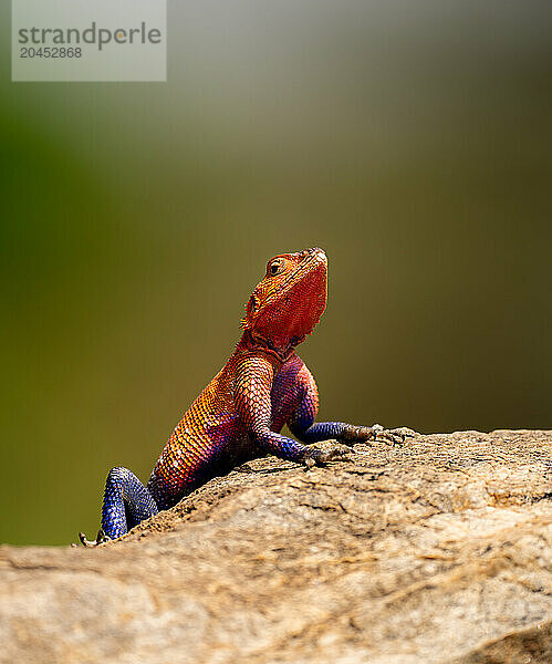 A red-headed Lizard (Agama agama) in the Maasai Mara  Kenya  East Africa  Africa