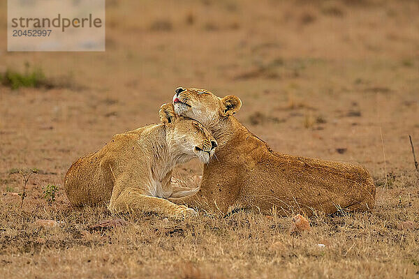 Two Lions (Panthera leo)  embracing each other in the Maasai Mara  Kenya  East Africa  Africa