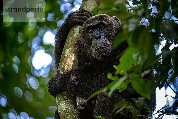 Chimpanzee grabing onto a tree branch  Budongo Forest  Uganda  East Africa  Africa