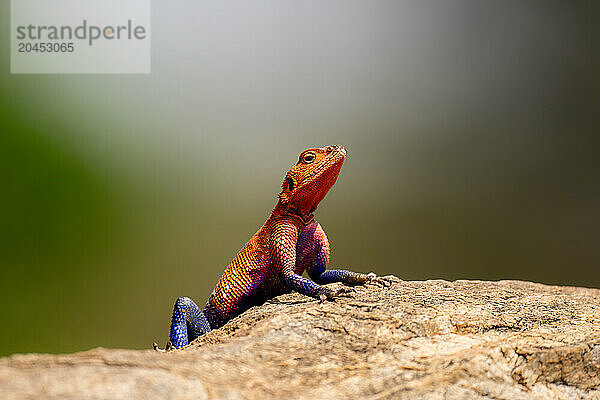 A red-headed Lizard (Agama agama) in the Maasai Mara  Kenya  East Africa  Africa