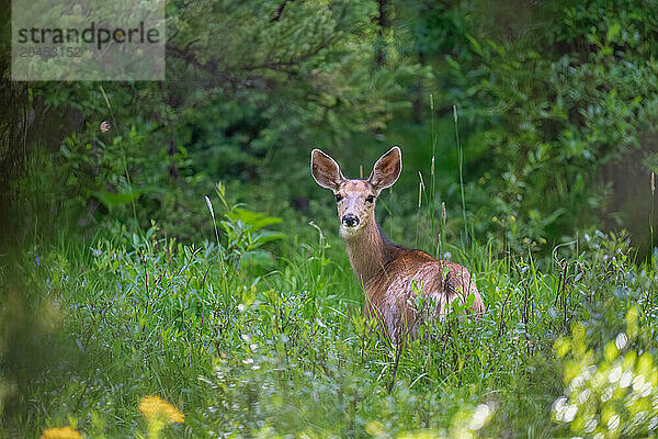 A deer (Cervidae) in a meadow in Breckenridge  Colorado  United States of America  North America