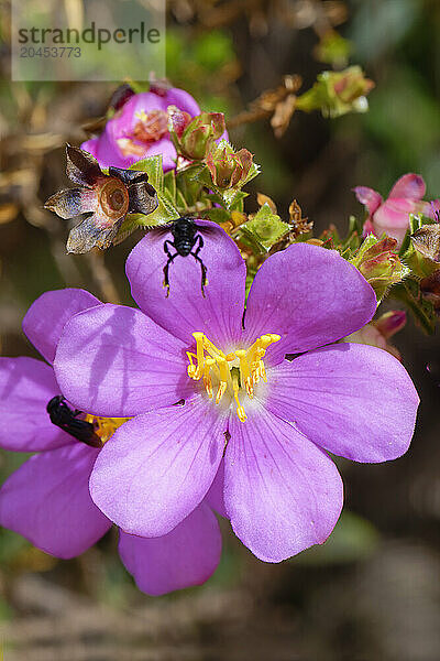 Lavoisiera sampaiona (Microlicia)  Serra da Canastra  Minas Gerais  Brazil  South America