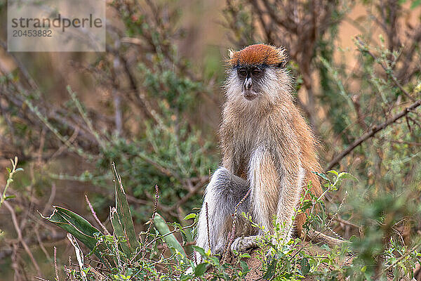 Vervet monkey in Murchison Falls National Park  Uganda  East Africa  Africa