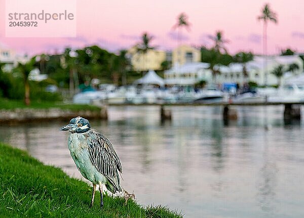 Yellow Crowned Night Heron at sunset  Flatt's Inlet  Bermuda  North Atlantic  North America