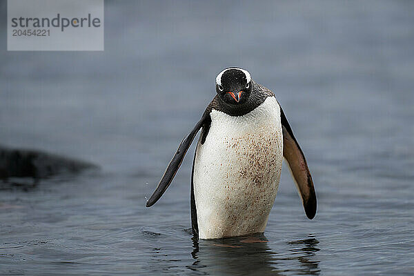 A Gentoo penguin (Pygoscelis papua)  in the Antarctic Peninsula  Polar Regions