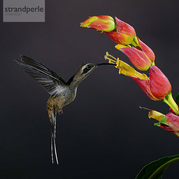 Long billed hermit hummingbird  Costa Rica  Central America