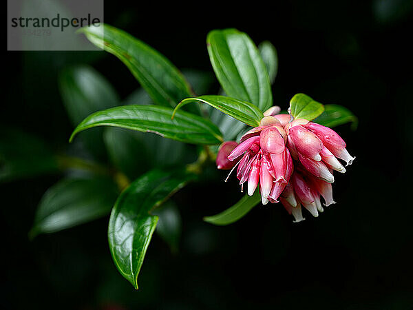 Cloud Forest Flowers  Costa Rica  Central America