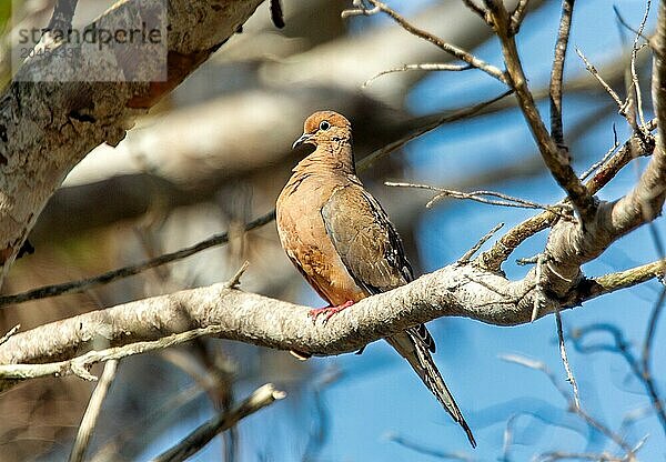 Mourning Dove (Zenaida macroura) a member of the dove family  Columbidae  named after its mournful call  Bermuda  North Atlantic  North America