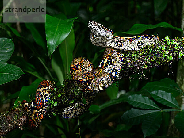 Boa Constrictor  Costa Rica  Central America