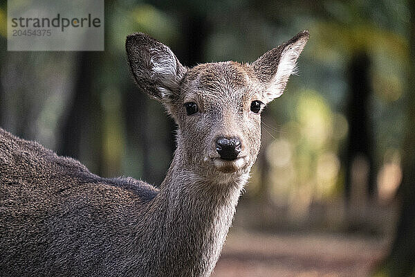 A deer stands close to the camera  its ears perked up  amidst the lush greenery of a forest in Nara  Honshu  Japan  Asia