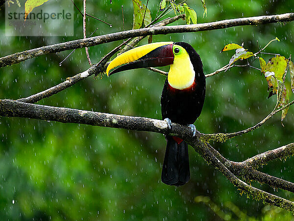 Black Mandibled Toucan  Costa Rica  Central America