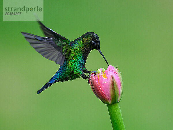 Fiery Throated hummingbird  Costa Rica  Central America