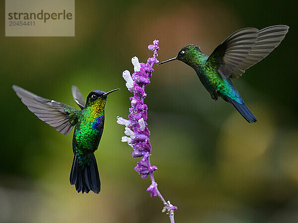 Fiery Throated hummingbird  Costa Rica  Central America