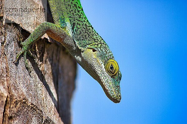 Antiguan Anole Lizard (Anolis Leachii)  Bermuda  North Atlantic  North America