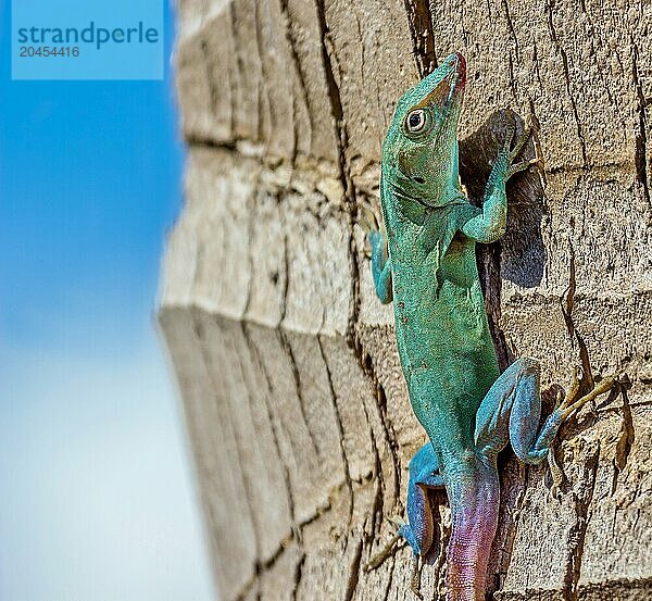 Jamaican Anole Lizard (Anolis Grahami) introduced to Bermuda in 1905 to eat fruit flies  Bermuda  North Atlantic  North America